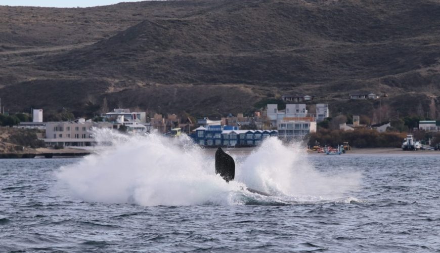 Puerto Madryn Aéreo