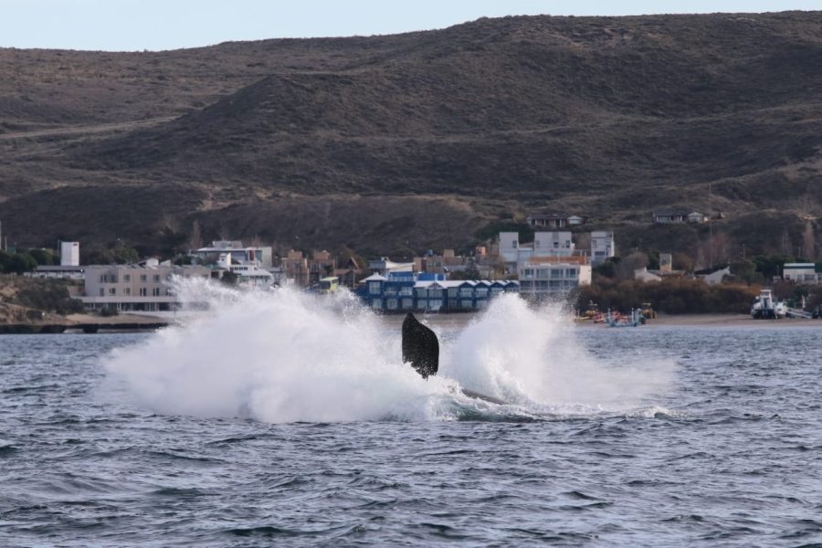 Puerto Madryn Aéreo